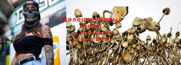 PSILOCYBIN Ладушкин